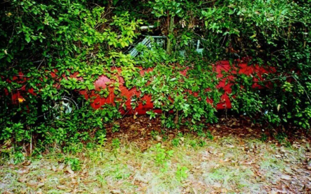 Discovery Of Hidden Rare Plymouth Superbird Found Amongst Bushes